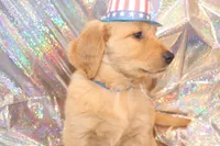 Blue, a male Golden Retriever for sale in Santa Rosa, CA – 6 of 8