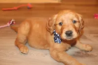 Turquoise Girl, a female Golden Retriever for sale in Santa Rosa, CA – 3 of 5