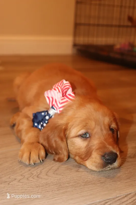 Turquoise Girl – Golden Retriever puppy for sale in Santa Rosa, CA