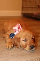 Turquoise Girl, a female Golden Retriever for sale in Santa Rosa, CA – 1 of 5