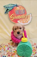 Pinky , a female Golden Retriever for sale in Santa Rosa, CA – 3 of 3