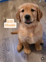 Orange , a male Golden Retriever for sale in Santa Rosa, CA – 6 of 6