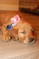 Turquoise Girl, a female Golden Retriever for sale in Santa Rosa, CA – 2 of 5