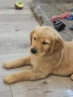 Orange , a male Golden Retriever for sale in Santa Rosa, CA – 4 of 6