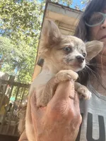 Aqua, a female Chihuahua for sale in Winnsboro, SC – 6 of 10