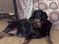 Serrias x Boomers , a female Rottweiler for sale in Winnsboro, SC – Photo 7 of 8