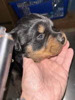 Serrias x Boomers , a female Rottweiler for sale in Winnsboro, SC – Photo 5 of 8