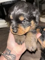 Serrias x Boomers , a female Rottweiler for sale in Winnsboro, SC – Photo 6 of 8