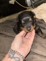 Serrias x Boomers , a female Rottweiler for sale in Winnsboro, SC – Photo 1 of 8