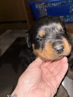 Serrias x Boomers , a female Rottweiler for sale in Winnsboro, SC – Photo 4 of 8