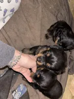 Serrias x Boomers , a female Rottweiler for sale in Winnsboro, SC – Photo 3 of 8