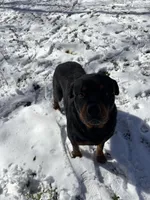 Serrias x Boomers , a female Rottweiler for sale in Winnsboro, SC – Photo 8 of 8