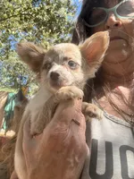 Aqua, a female Chihuahua for sale in Winnsboro, SC – 3 of 10
