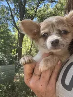 Aqua, a female Chihuahua for sale in Winnsboro, SC – 4 of 10