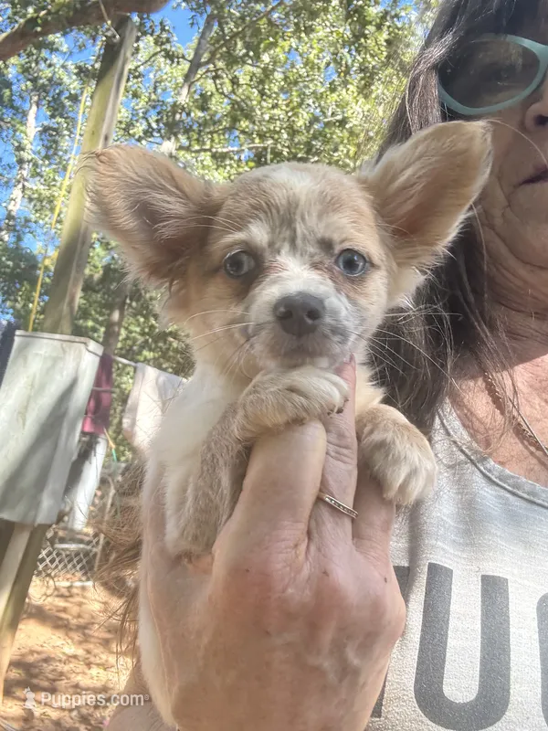 Aqua – Chihuahua puppy for sale in Winnsboro, SC