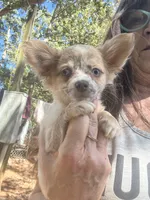 Aqua, a female Chihuahua for sale in Winnsboro, SC – 1 of 10