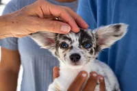 Aqua, a female Chihuahua for sale in Winnsboro, SC – 10 of 10