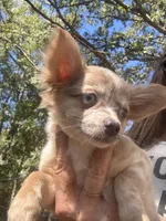 Aqua, a female Chihuahua for sale in Winnsboro, SC – 8 of 10