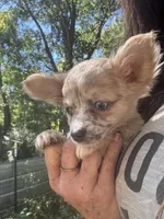 Aqua, a female Chihuahua for sale in Winnsboro, SC – 7 of 10