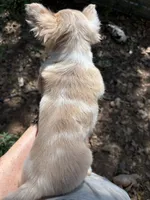 Aqua, a female Chihuahua for sale in Winnsboro, SC – 5 of 10