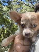 Aqua, a female Chihuahua for sale in Winnsboro, SC – 2 of 10