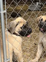Fawn Male, a male Boerboel for sale in Camden, SC – 4 of 10