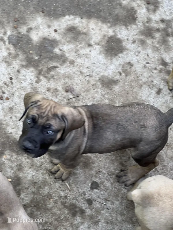 BMO Shango – Boerboel puppy for sale in Camden, SC