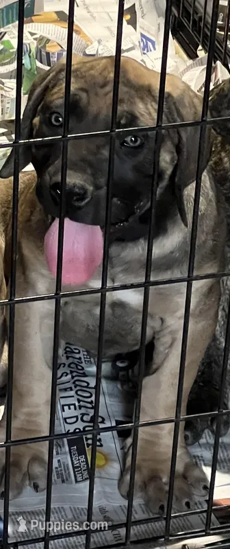 BMO Shango – Boerboel puppy for sale in Camden, SC