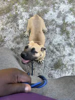 BMO Yemoja, a female Boerboel for sale in Camden, SC – 7 of 9