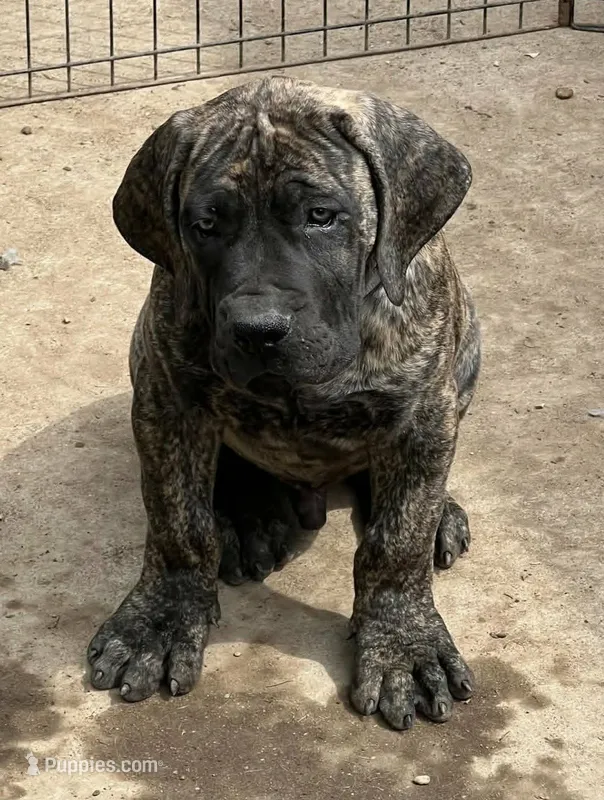 Brindle Male  – Boerboel puppy for sale in Camden, SC
