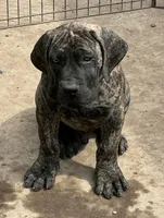 Brindle Male , a male Boerboel for sale in Camden, SC – 1 of 8