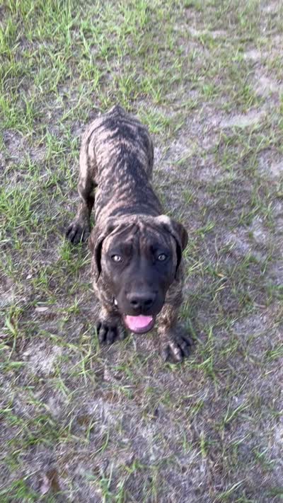 Brindle Male , a male Boerboel for sale in Camden, SC – 8 of 8