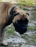Brindle Male , a male Boerboel for sale in Camden, SC – 4 of 8