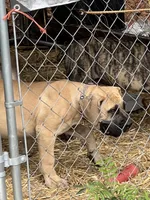 BMO Yemoja, a female Boerboel for sale in Camden, SC – 4 of 9