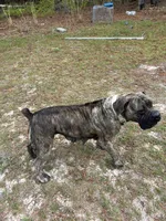 Brindle Male , a male Boerboel for sale in Camden, SC – 6 of 8