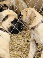 Fawn Male, a male Boerboel for sale in Camden, SC – 2 of 10