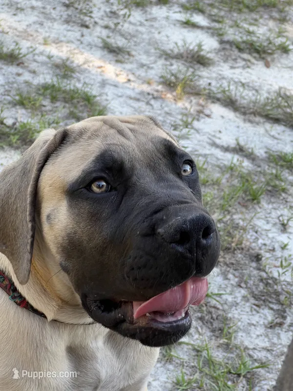 Fawn Male – Boerboel puppy for sale in Camden, SC