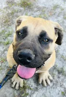 BMO Yemoja, a female Boerboel for sale in Camden, SC – 3 of 9