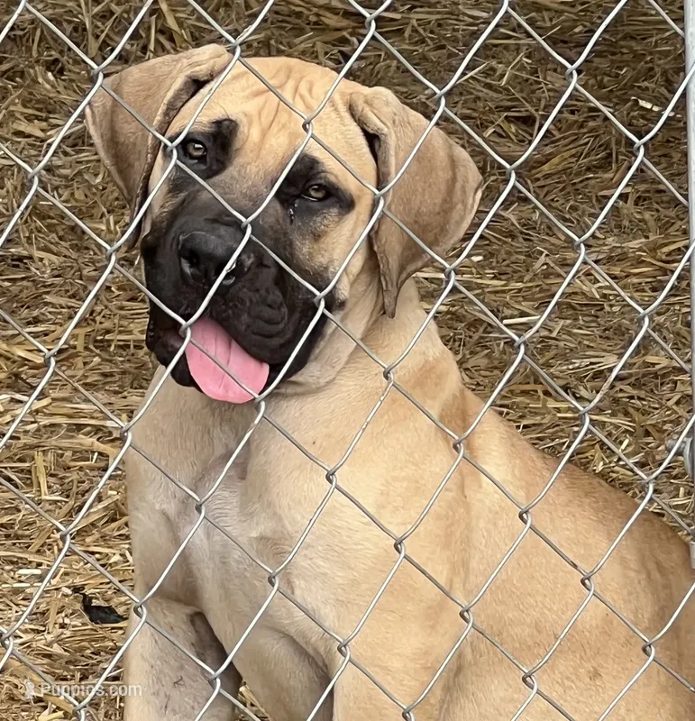 BMO Yemoja – Boerboel puppy for sale in Camden, SC