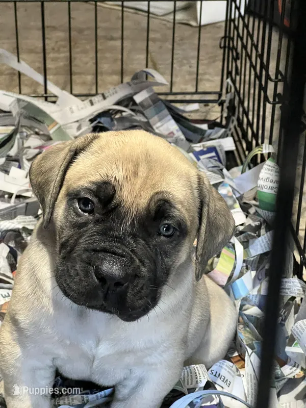 BMO Hannibal – Boerboel puppy for sale in Camden, SC