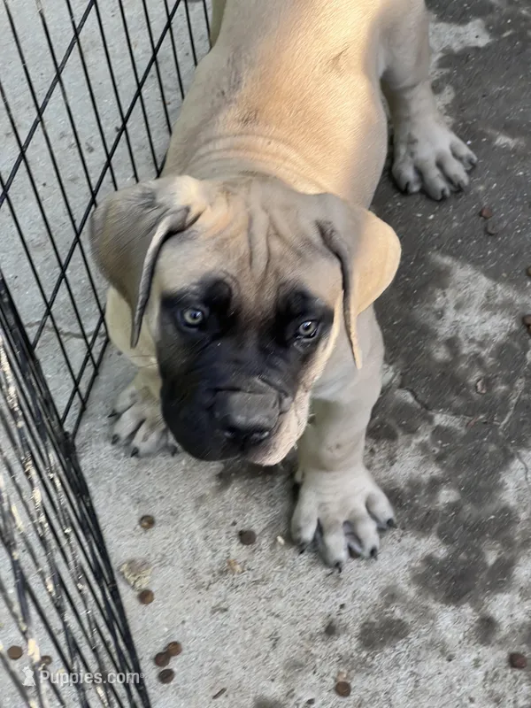 BMO Hannibal – Boerboel puppy for sale in Camden, SC