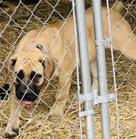BMO Yemoja, a female Boerboel for sale in Camden, SC – 2 of 9