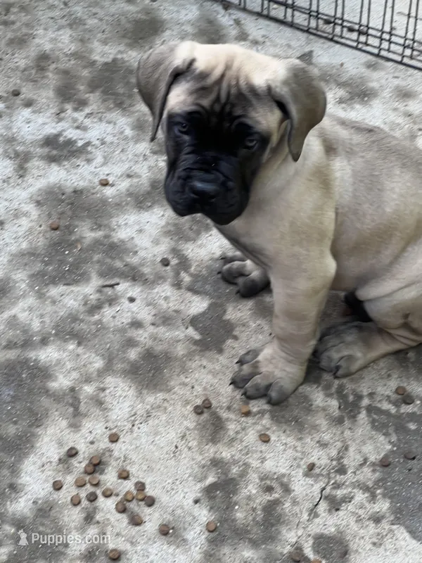 BMO Ogun – Boerboel puppy for sale in Camden, SC