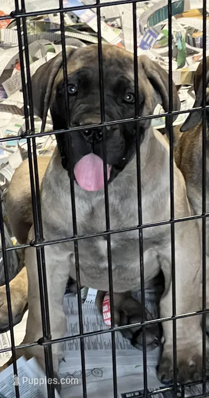 BMO Ogun – Boerboel puppy for sale in Camden, SC