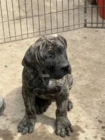 Brindle Male , a male Boerboel for sale in Camden, SC – 2 of 8