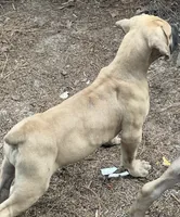 Fawn Male, a male Boerboel for sale in Camden, SC – 7 of 10