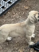 Fawn Male, a male Boerboel for sale in Camden, SC – 3 of 10