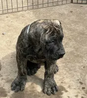 Brindle Male , a male Boerboel for sale in Camden, SC – 3 of 8