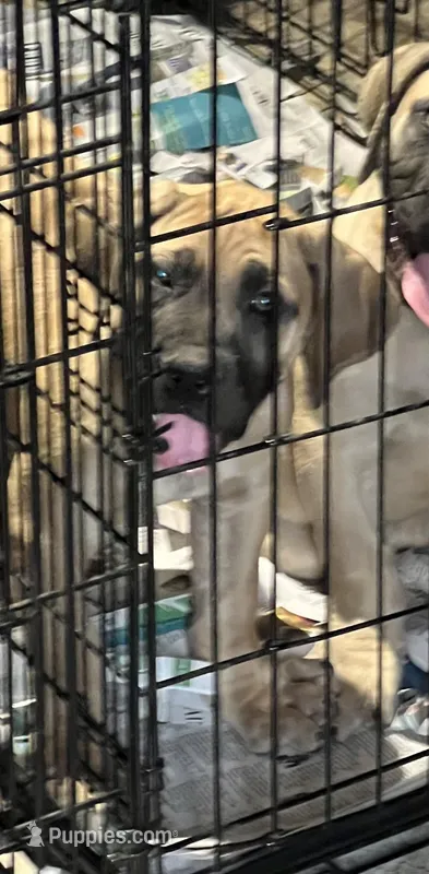 BMO Yemoja – Boerboel puppy for sale in Camden, SC
