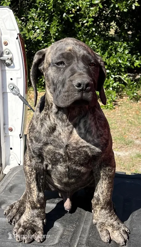 BMO  Olokun – Boerboel puppy for sale in Camden, SC